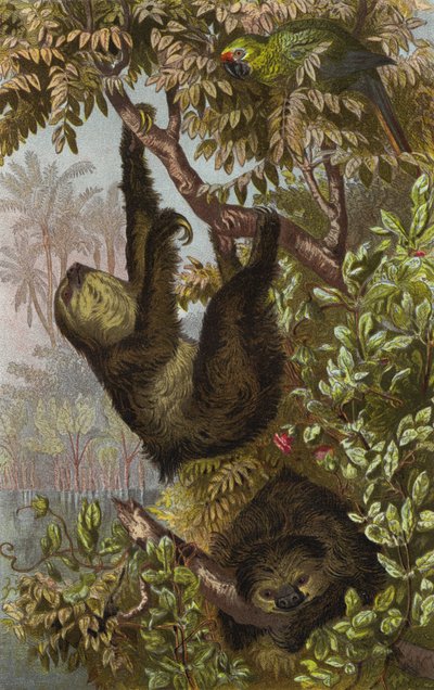 Two-toed Sloth by European School